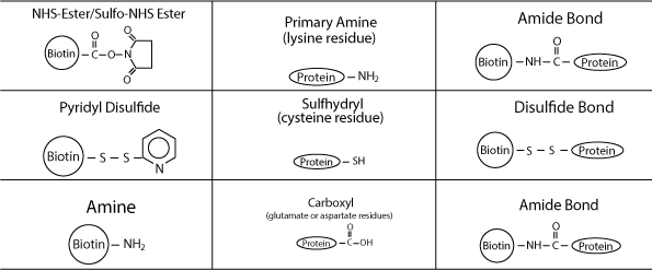 Biotin and peptide binding via amide bond and disulfide bond Biotin and peptide binding via amide bond