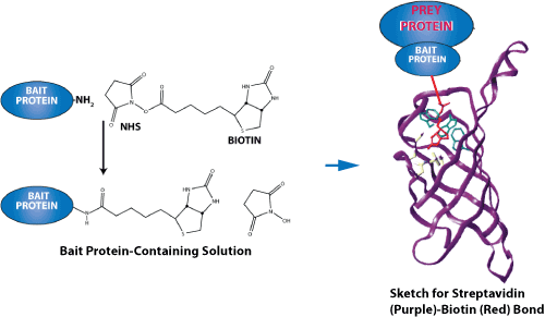 多肽合成(chéng):應用于多肽-蛋白相互作用的生物素标記肽 多肽合成(chéng):生物素标記肽與蛋白相互作用