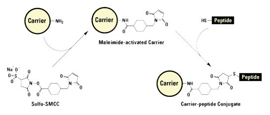Peptide modification: KLH and BSA Peptide modification: KLH and BSA