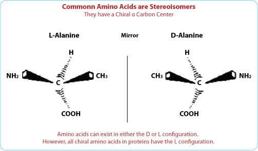Peptide synthesis: D amino acid peptide Peptide synthesis: D amino acid peptide