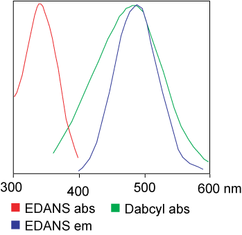 FRET Assay: EDANS and Dabcyl FRET Peptide synthesis: EDANS and Dabcyl