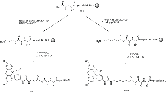 FITC labeled Peptide synthesis: FITC labeling protocol FITC Peptide synthesis: FITC labeling process