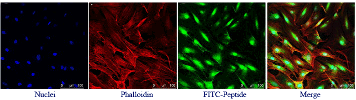 FITC labeled Peptide synthesis: FITC modification FITC Peptide synthesis: FITC modification