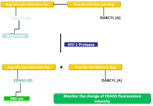 FRET Overview: EDANS and Dabcyl FRET Overview: EDANS and Dabcyl
