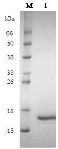 LifeTein Recombinant Human Fibroblast Growth Factor-basic (rh-bFGF) Recombinant Human Fibroblast Growth Factor-basic (rh-bFGF)