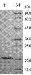 LifeTein Analysis of rh-GH by SDS-PAGE Analysis of rh-GH by SDS-PAGE