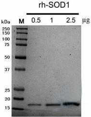 LifeTein Recombinant Human Copper, Zinc-Superoxide Dismutase (rh-SOD1) Recombinant Human Copper, Zinc-Superoxide Dismutase (rh-SOD1)