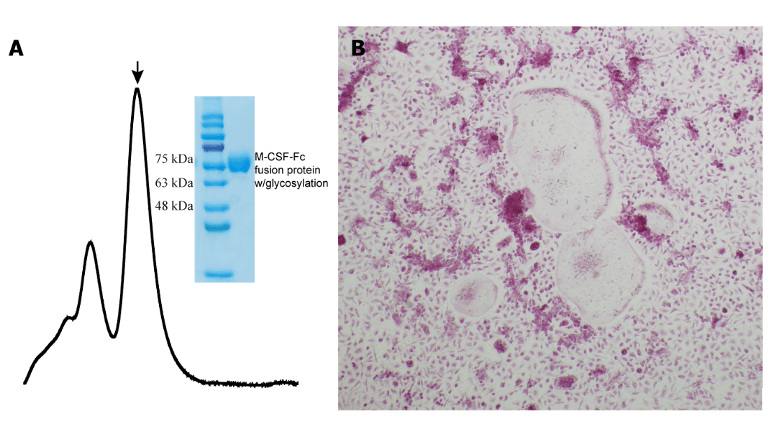 LifeTein Recombinant MCSF Recombinant MCSF Protein