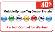 LifeTein Multiple tag control protein Multiple tag control protein