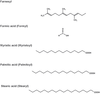 Peptide synthesis: N terminal modifications Peptide synthesis: N terminal modifications