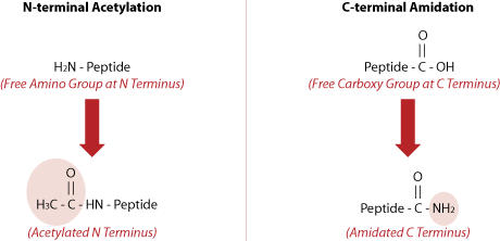 Peptide synthesis: Amidation and Acetylation Peptide synthesis: Amidation and Acetylation