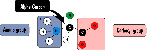 Peptide Bond Structure peptide bond structure