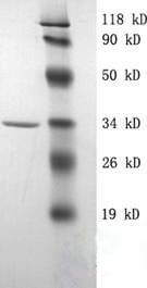 LifeTein Recombinant Staphylococcal Protein A Recombinant Staphylococcal Protein A