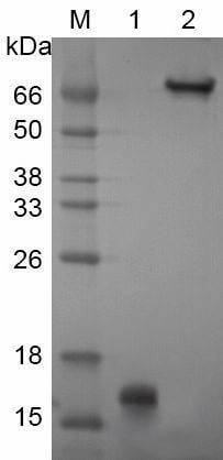 LifeTein Recombinant Streptavidin Recombinant Streptavidin