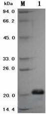 LifeTein Analysis of rh-VEGF165 by SDS-PAGE Analysis of rh-VEGF165 by SDS-PAGE