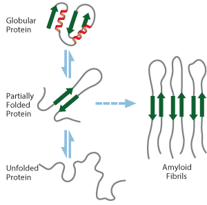 Amyloid Peptide Synthesis Amyloid Peptide Synthesis