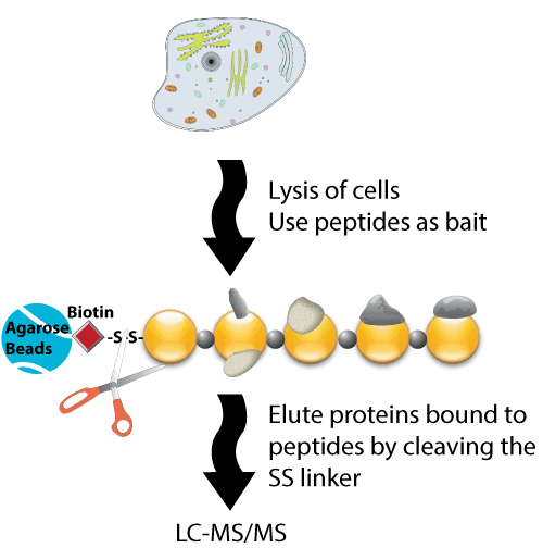 Biotinylated peptide for peptide-protein interactions biotin-labeled peptide protein interactions