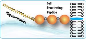 Peptide synthesis: Cell Penetrating Peptide Oligonucleotide Conjugate Peptide synthesis: Cell Penetrating Peptide Oligonucleotide Conjugate