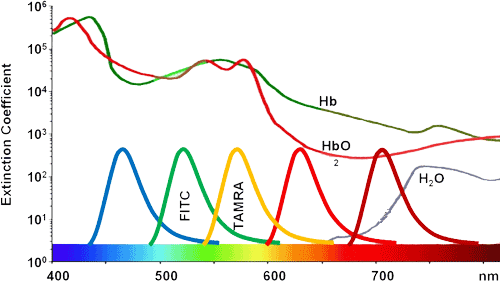 FITC labeled Peptide synthesis: FITC labeling protocol FITC Peptide synthesis: FITC