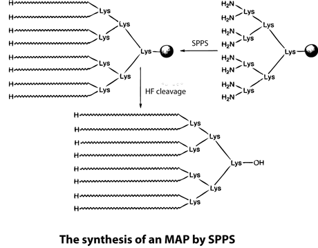 Peptide synthesis: multiple antigenic peptides by SPPS Peptide synthesis: multiple antigenic peptides by SPPS