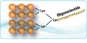 Peptide synthesis: Multiple Antigenetic Peptide Oligonucleotide Conjugate Peptide synthesis: Multiple Antigenetic Peptide Oligonucleotide Conjugate