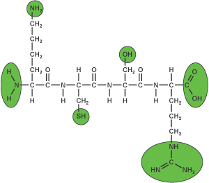 Peptide synthesis: N and C terminal modifications Peptide synthesis: N and C terminal modifications