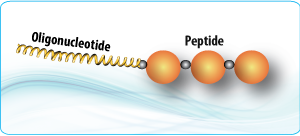 Peptide synthesis: Linear Peptide Oligonucleotide Conjugate Peptide synthesis: Linear Peptide Oligonucleotide Conjugate