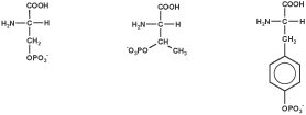 Peptide modification: phosphorylation Peptide modification: phosphorylation