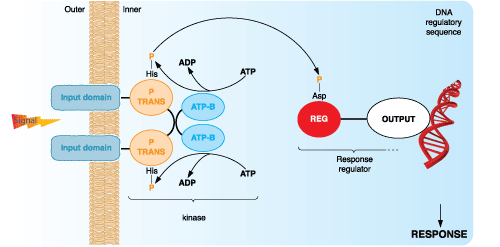 Peptide phosphorylation in bateteria Peptide phosphorylation in bateteria