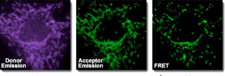 FRET Assay FRET Peptide synthesis: FRET Assay