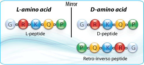 Peptide synthesis: retro inverso peptide Peptide synthesis: retro inverso peptide